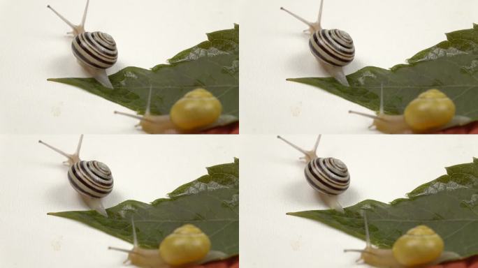 花园里的蜗牛沿着野葡萄的叶子爬行