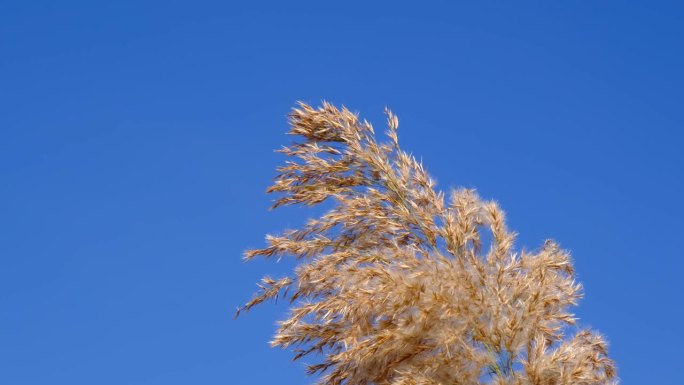 风干的灯心草与蔚蓝的天空