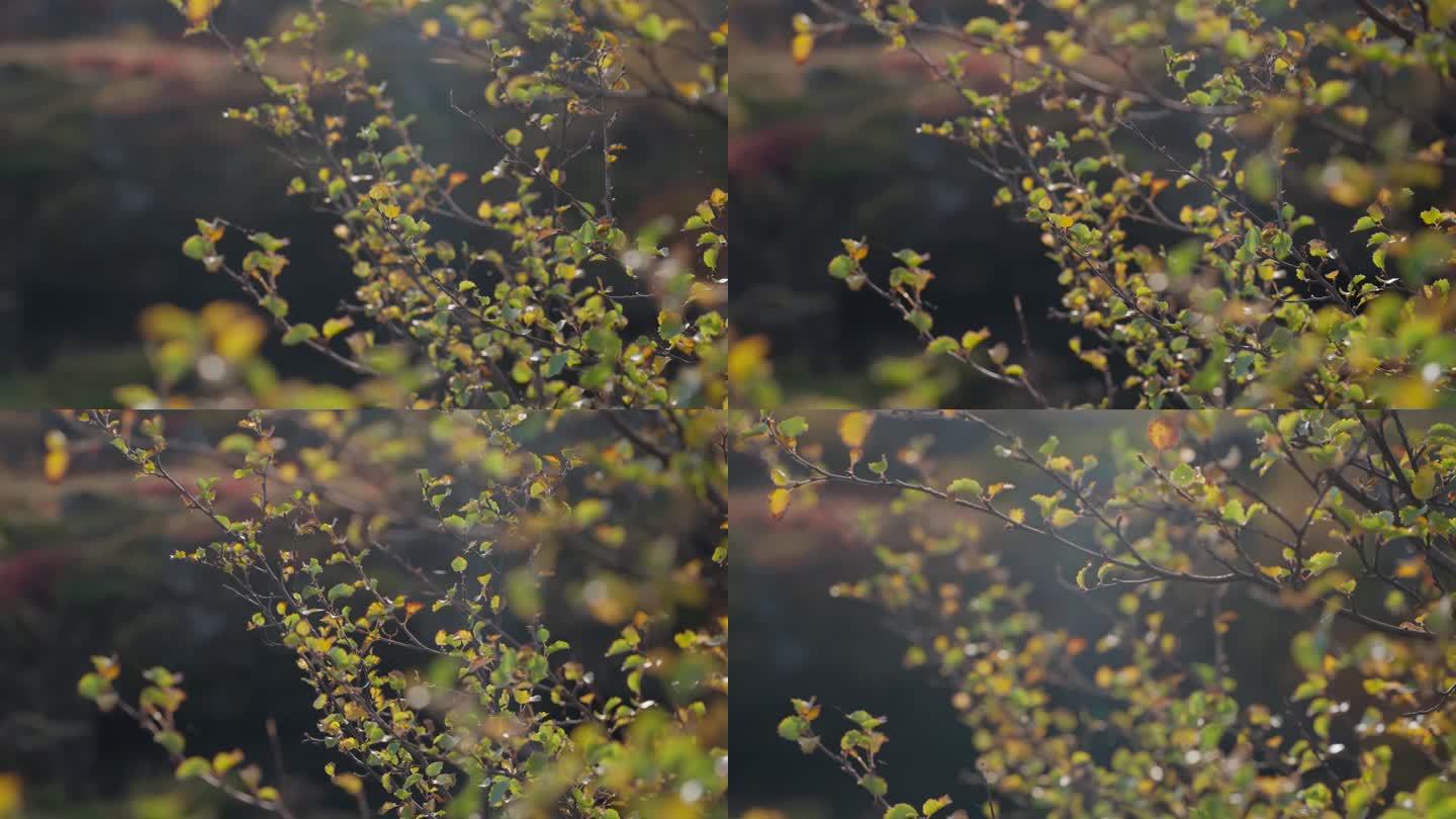 秋风吹黄的树叶上结着一串串旧蜘蛛网。