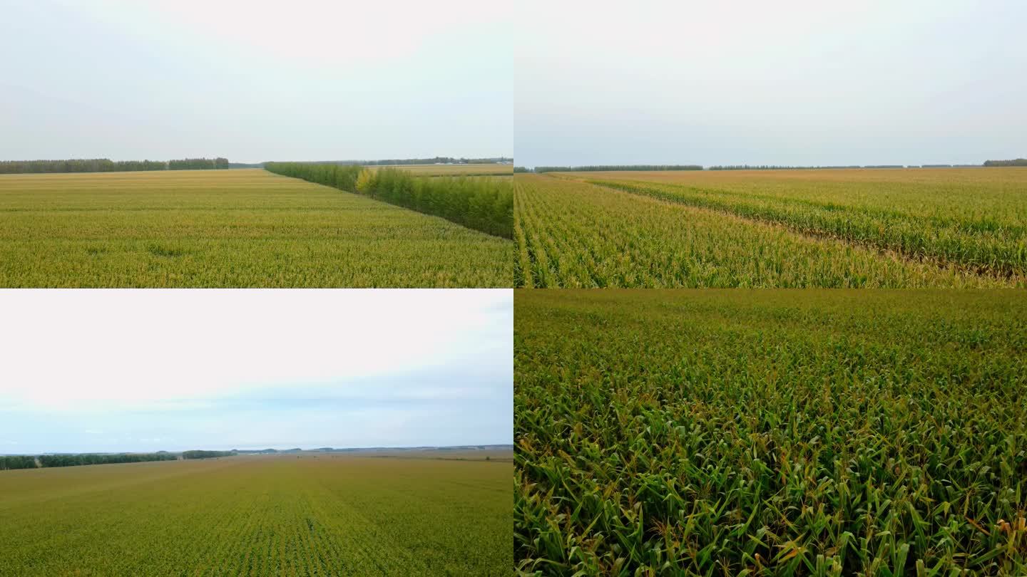 4K玉米地航拍秋季丰收季节东北农业苞米