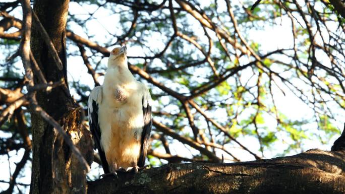 在坦桑尼亚国家公园的森林里，栖息在树枝上的棕榈秃鹫