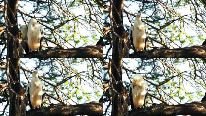 在坦桑尼亚国家公园的森林里，栖息在树枝上的棕榈秃鹫