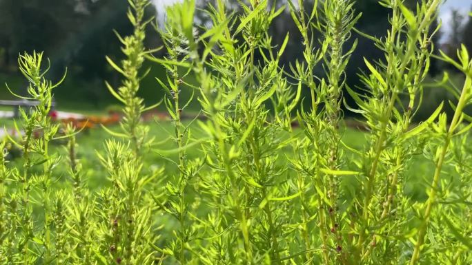 蔬菜园里新鲜的绿色龙蒿草本植物