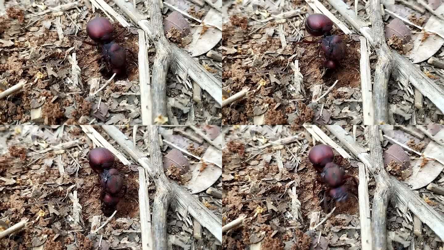 Saúva蚂蚁(Atta sexdens rubropilosa)雨后挖洞筑巢。