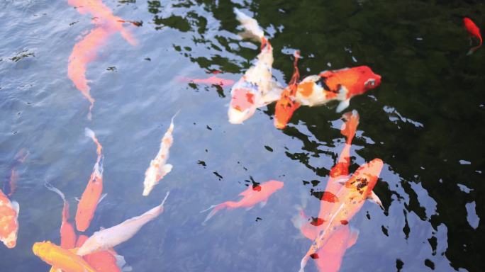 杭州径山寺 许愿池 锦鲤 慢镜头