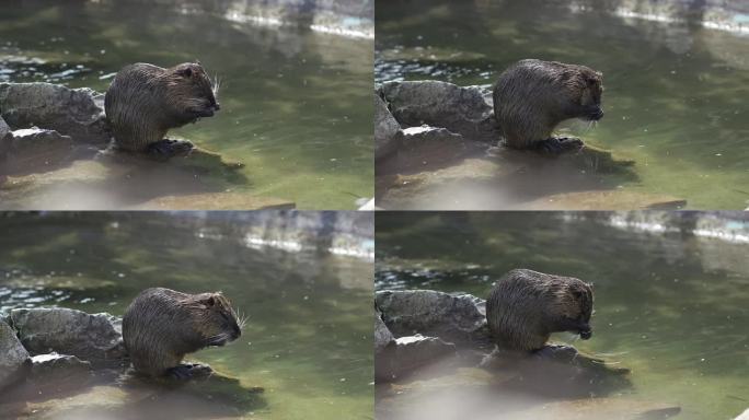 在阳光明媚的天气里，成年海狸鼠在池塘附近洗澡。在水里洗爪子。水鼠、海狸鼠或麝鼠在湖面上洗嘴。鼠鼠是啮