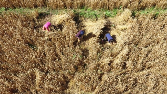 航拍 青海 农民收割小麦
