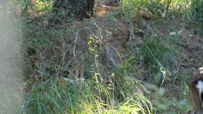 威海刘公岛后山树林中的梅花鹿