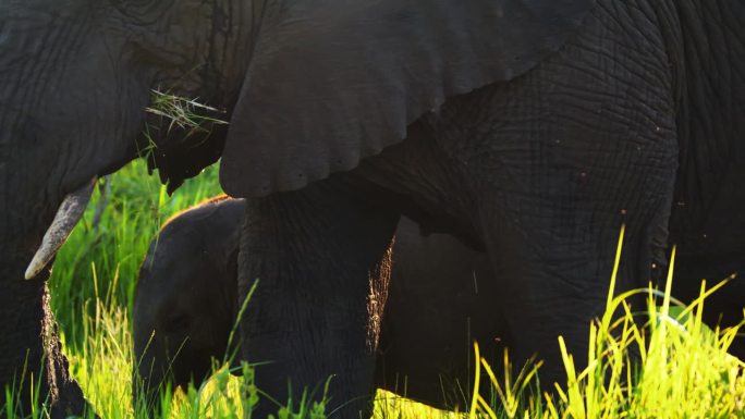非洲象和小象在坦桑尼亚国家公园的草地上吃草