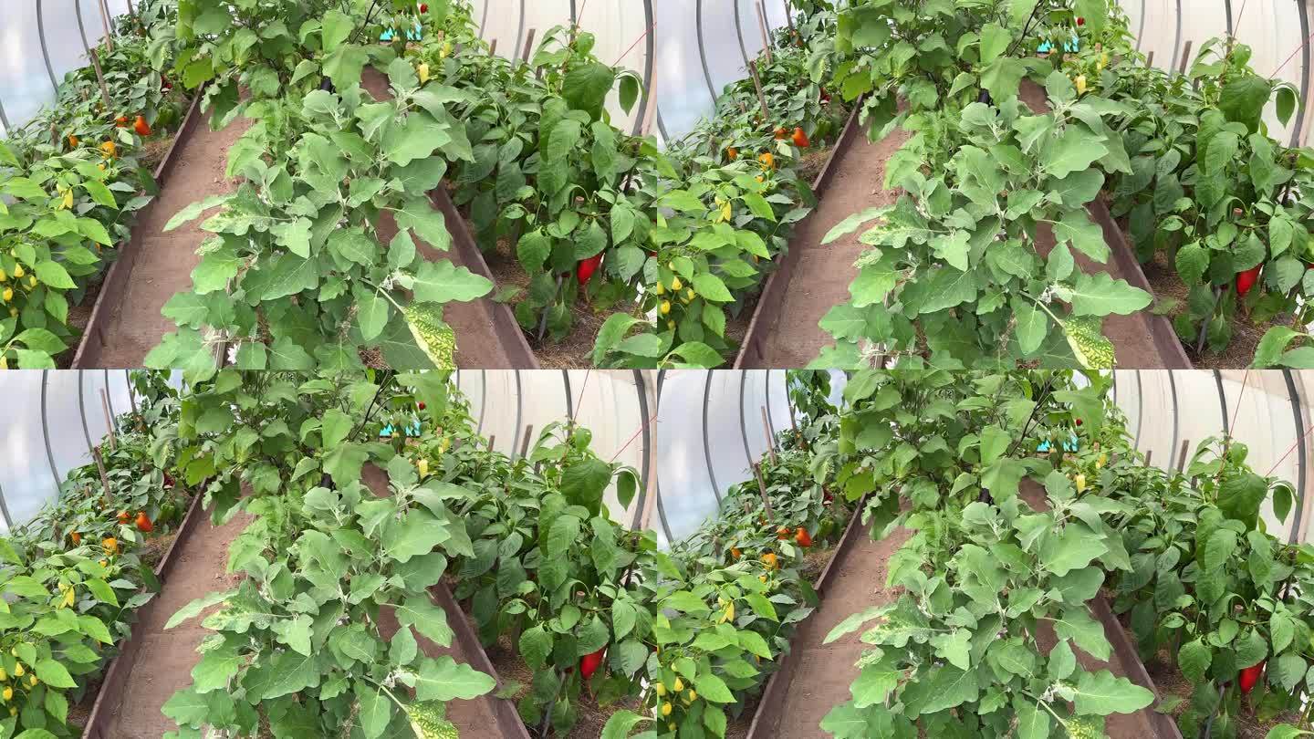 在小型聚碳酸酯温室中种植甜椒和茄子