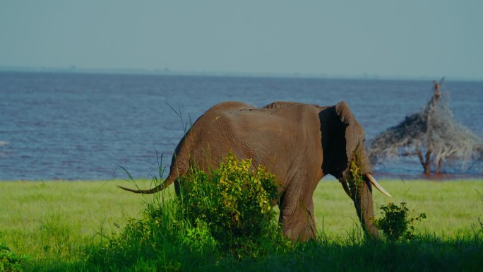 壮丽的非洲象在天空下在坦桑尼亚平静的湖泊附近的草地上吃草