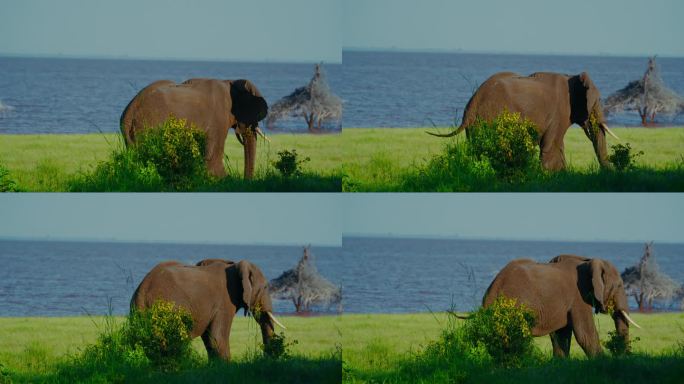 壮丽的非洲象在天空下在坦桑尼亚平静的湖泊附近的草地上吃草