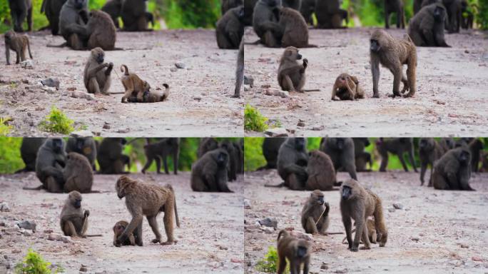 一群狒狒在坦桑尼亚荒野地区的公路长树上