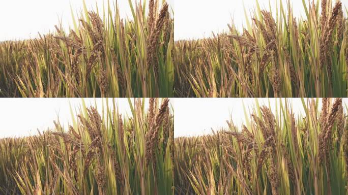 4k，收获季节成熟的稻田，近距离特写