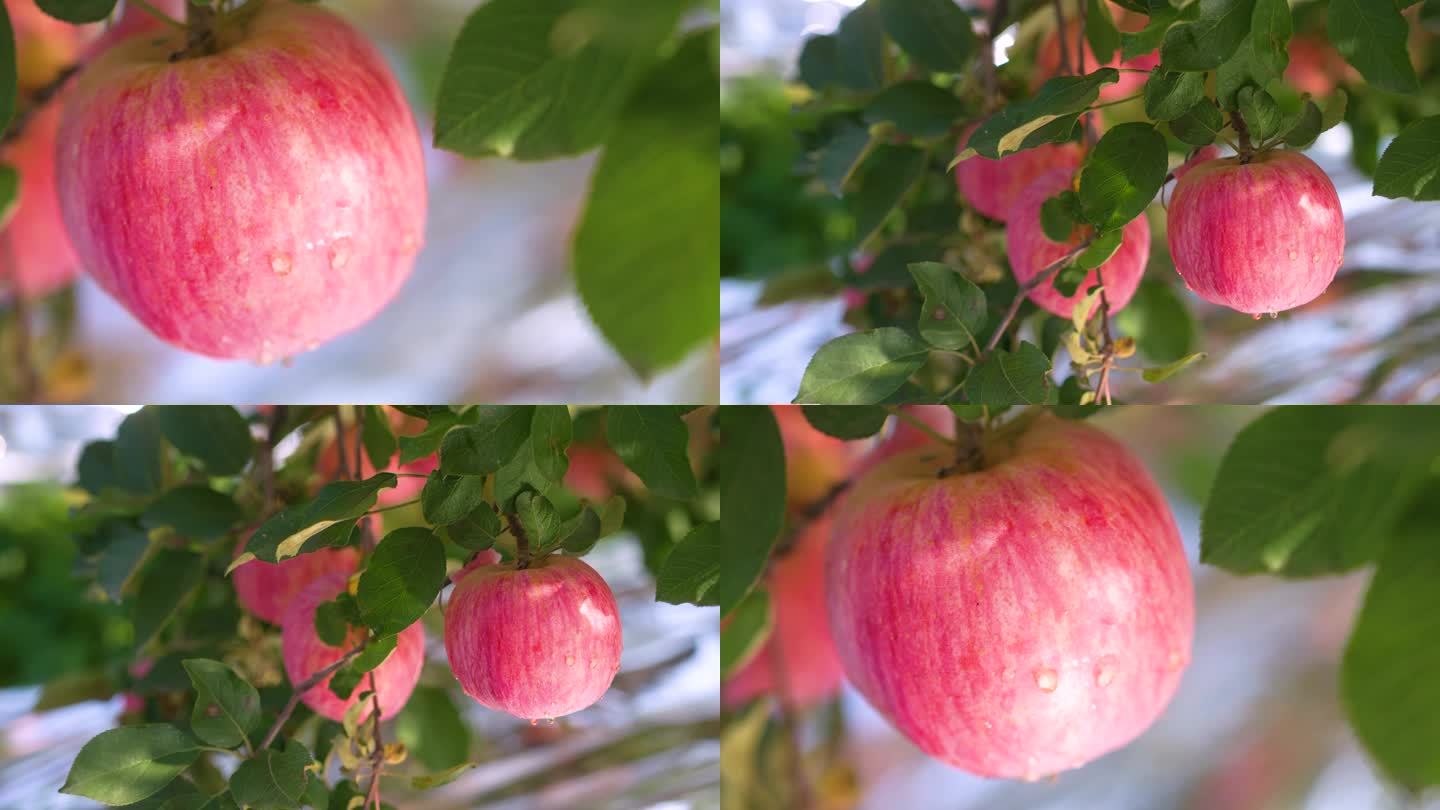 红富士苹果，红苹果4K
