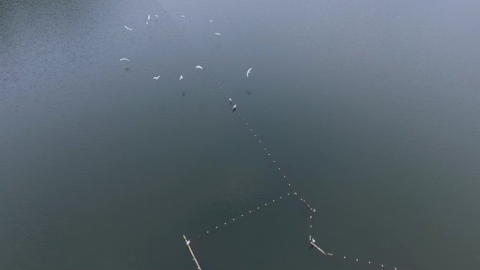 一群白鹭停在水面上迎风飞扬