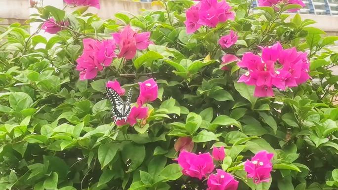 蝴蝶采花蜜，蝴蝶飞舞，鸟语花香