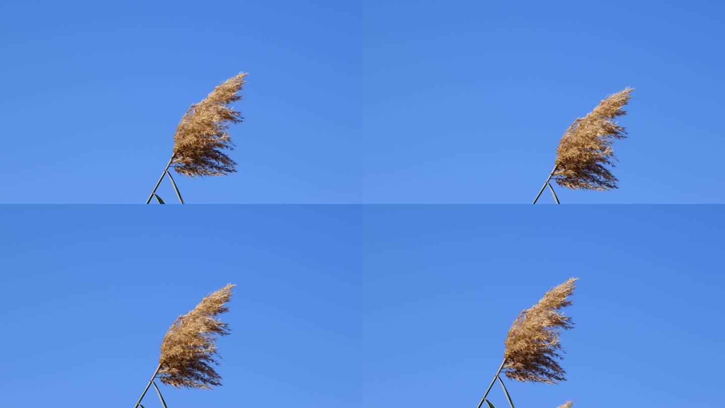 风干的灯心草与蔚蓝的天空