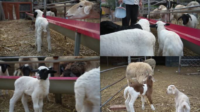 饲养羊 羊 农业 养殖