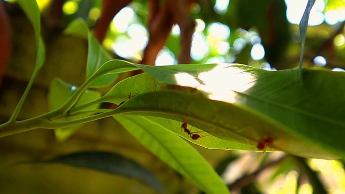 红蚂蚁一起建造一个巢穴来产卵并为蚁后提供住所