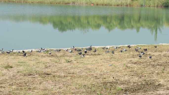 一群鸽子在湖畔觅食