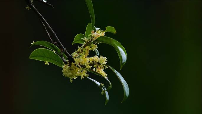 桂花素材