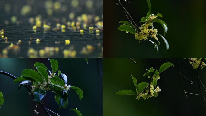 桂花素材