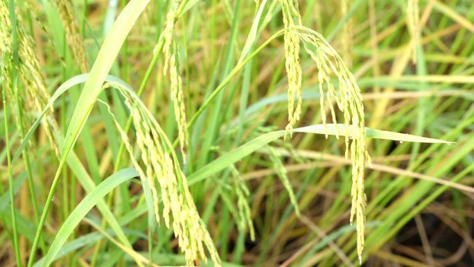 田地里的水稻，是全世界人民从粮食短缺中所需要的食物