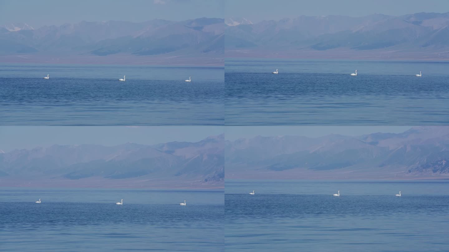 新疆赛里木湖的白天鹅