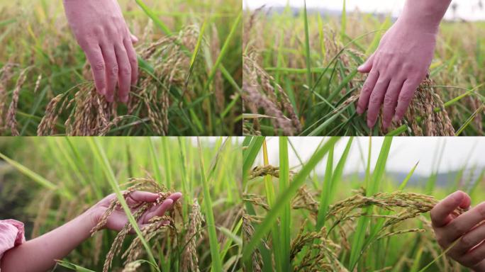 行走在稻田用手抚摸稻穗