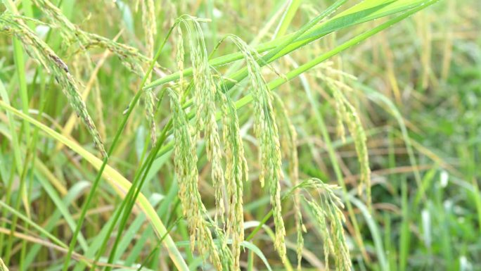 田地里的水稻，是全世界人民从粮食短缺中所需要的食物