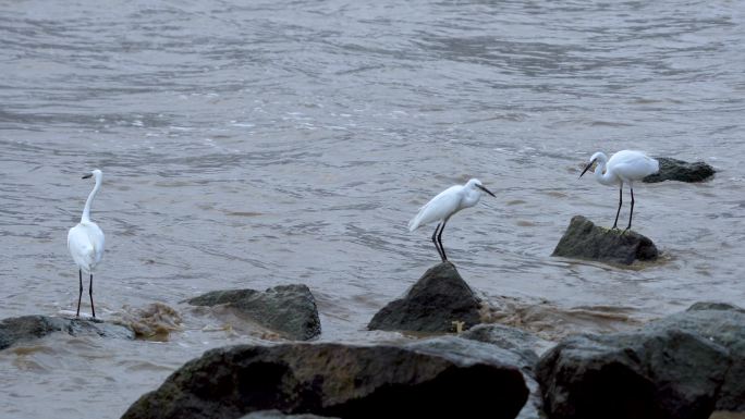 白鹭鸟驻守在激流中的礁石上寻觅食物