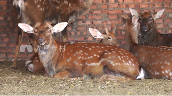 梅花鹿养殖