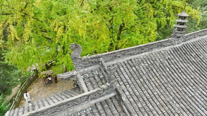 重庆铜梁巴岳山慧光寺银杏树航拍