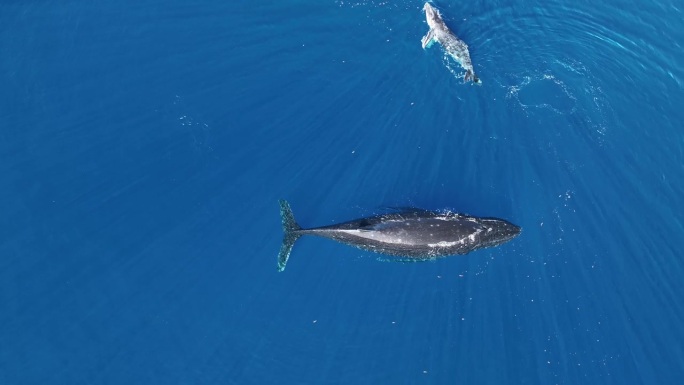 母座头鲸及其幼崽在海洋中玩耍的鸟瞰图——莫雷亚，法属波利尼西亚，