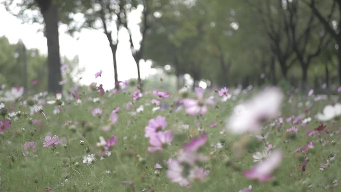 唯美伤感波斯菊花朵