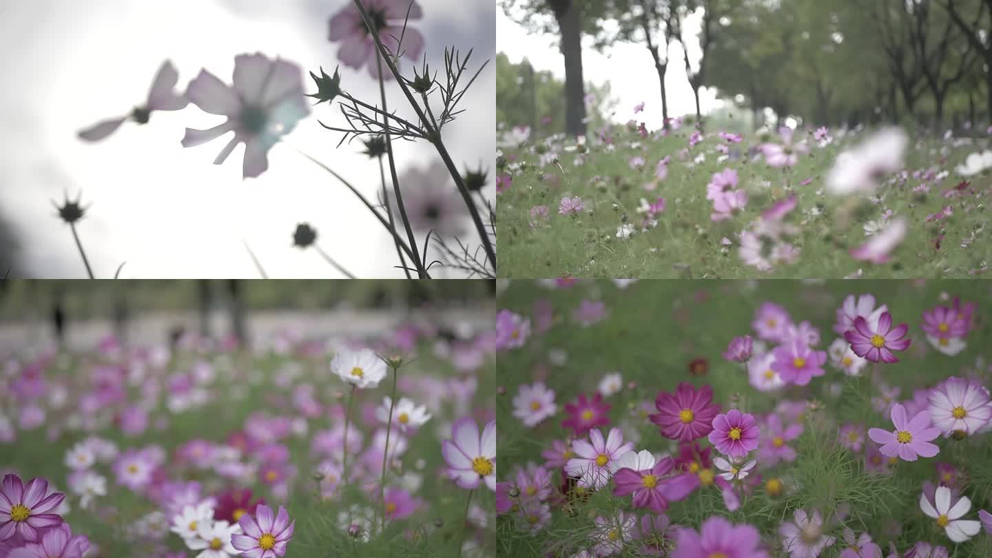 唯美伤感波斯菊花朵