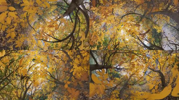 秋天的树木抽象的背景。广角视角。