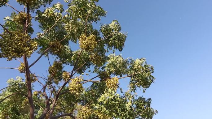 安塔利亚海滩上的苦楝花。树上的果实随风摇摆。在蓝天的背景下。缓慢的运动。