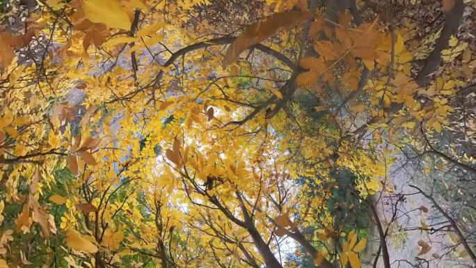 秋天的树木抽象的背景。广角视角。