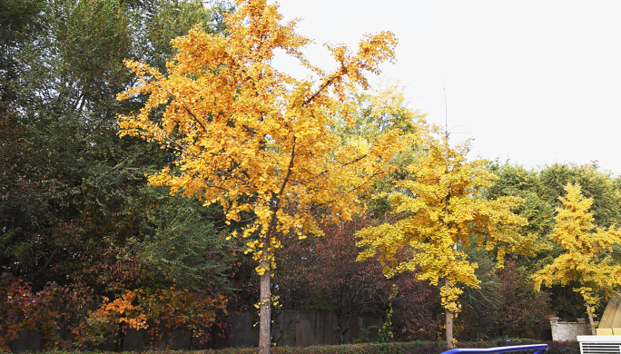 4k实拍 秋天路边的银杏树