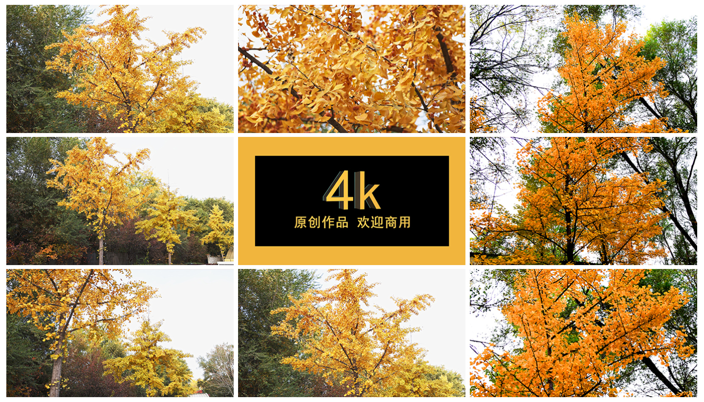 4k实拍 秋天路边的银杏树
