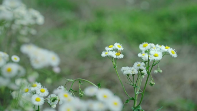 春天里盛开的雏菊慢镜头特写镜头