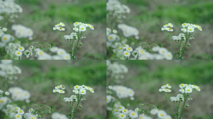 春天里盛开的雏菊慢镜头特写镜头