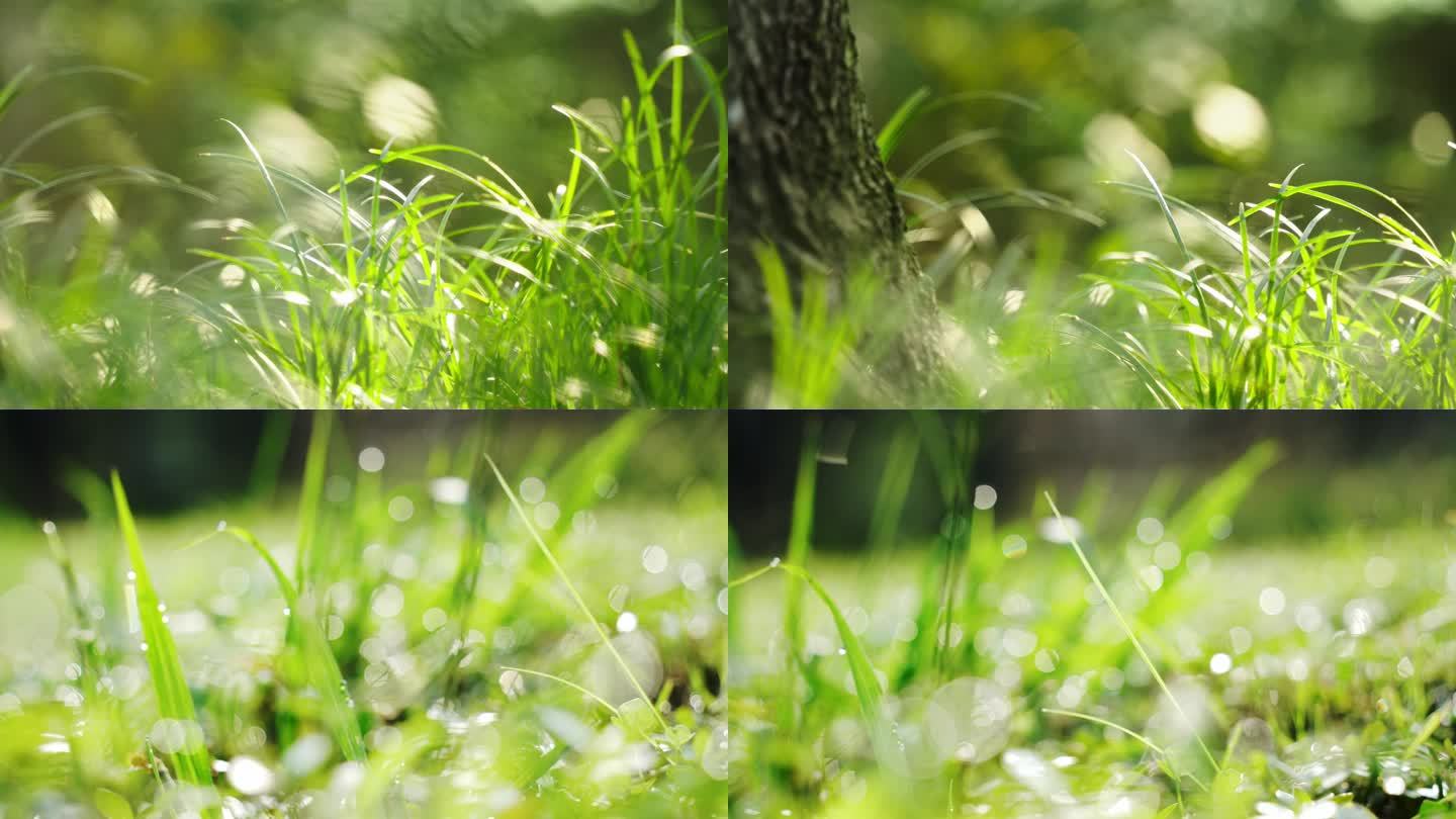 草地小草绿色自然雨滴露珠夏天唯美空镜升格