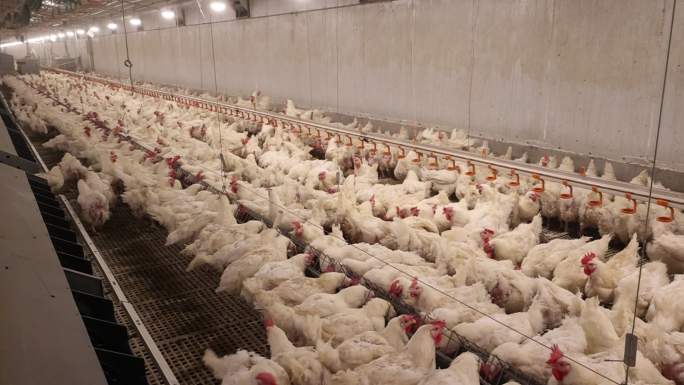现代化鸡棚养鸡场自动化鸡厂