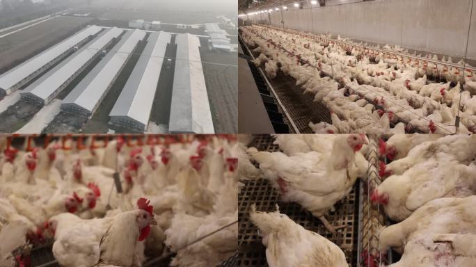 现代化鸡棚养鸡场自动化鸡厂