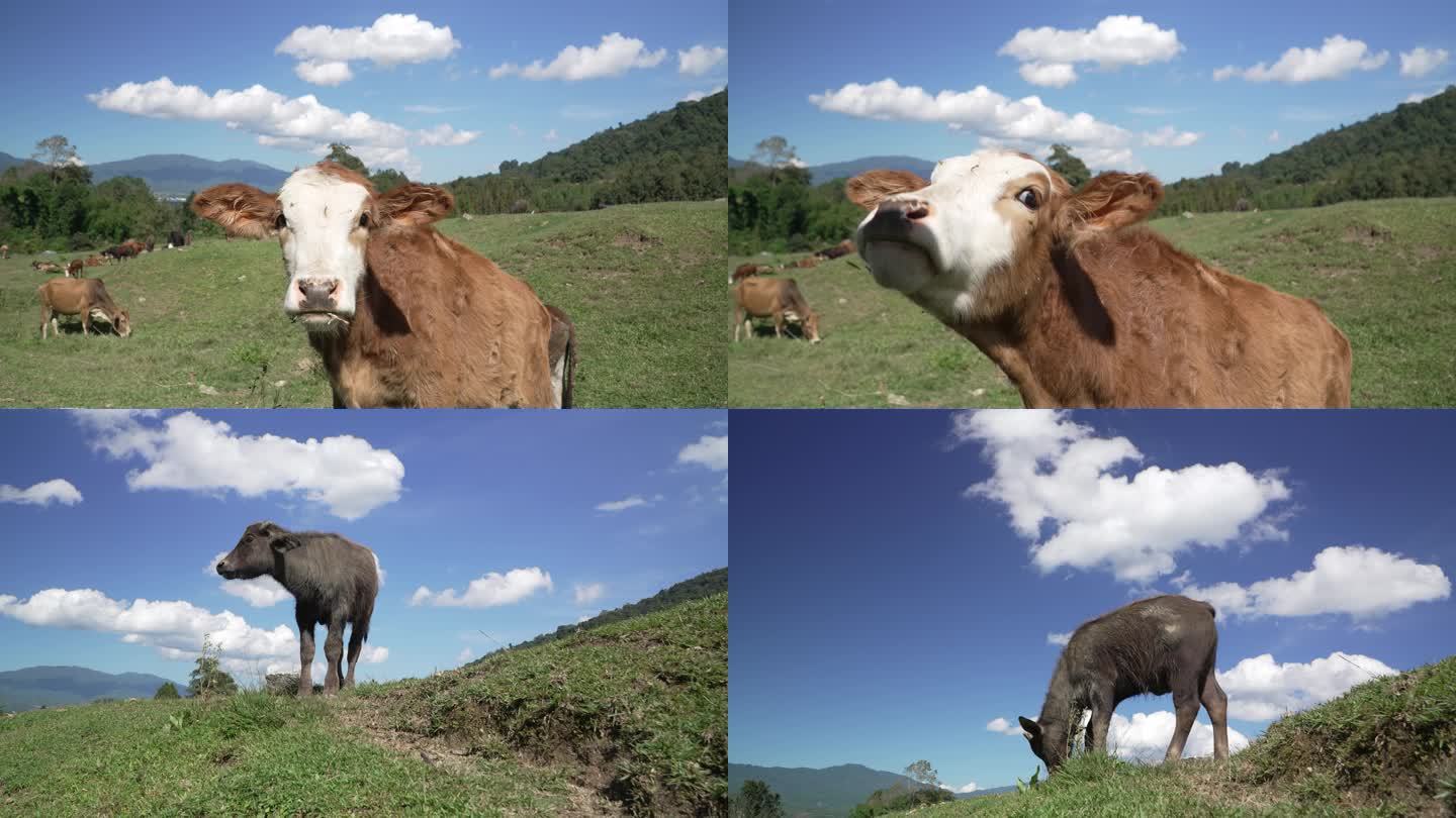 草地上的牛崽