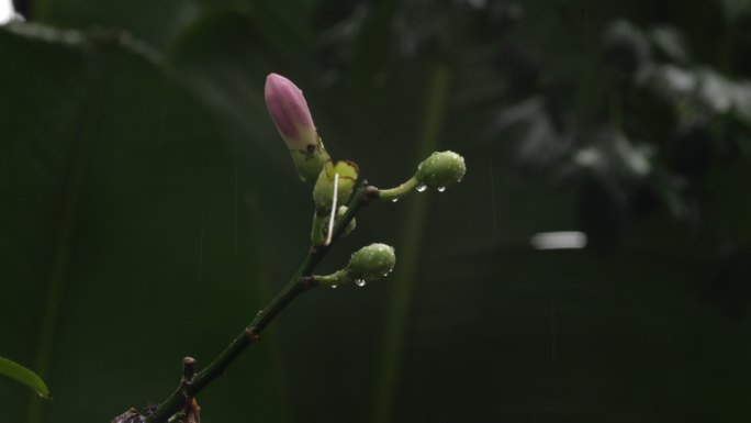 雨中的花瓣