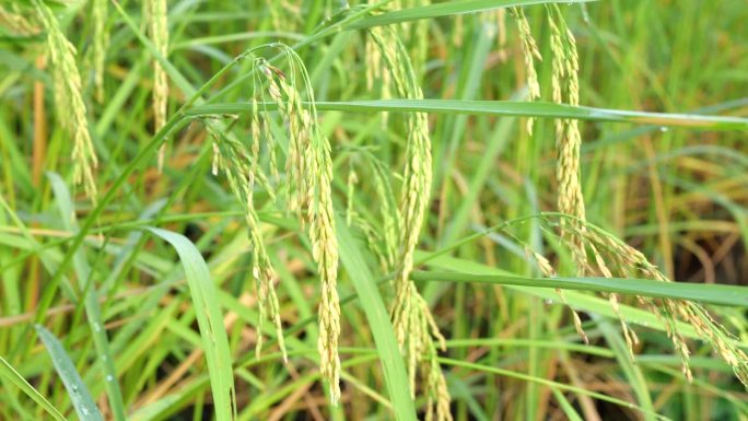 田地里的水稻，是全世界人民从粮食短缺中所需要的食物